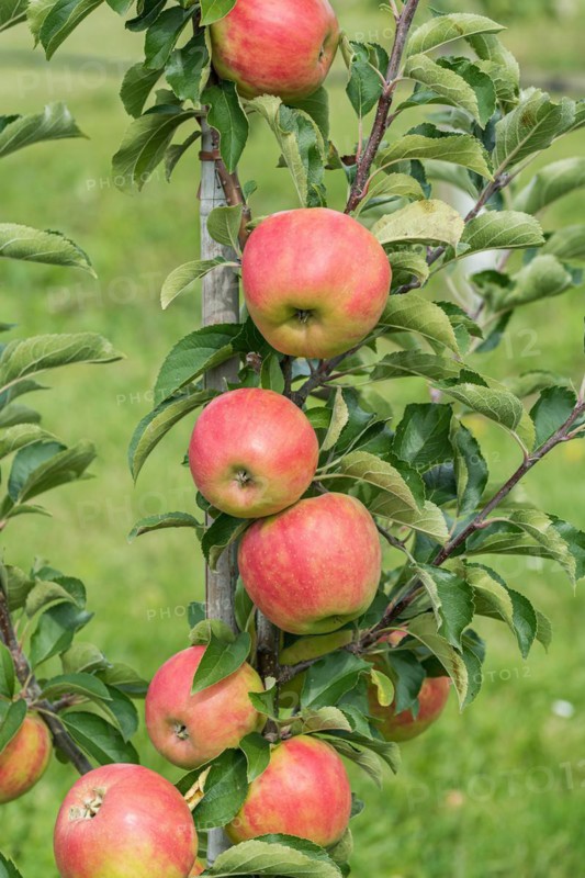 Apple (Malus domestica 'Karneval'), Cambridge Botanical Garden, Germany