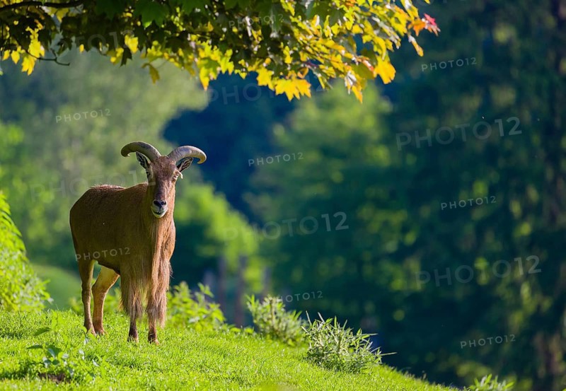 One Barbary sheep (Ammotragus lervia) stands on green hilly ground on a sunny day. Some trees stand in the background