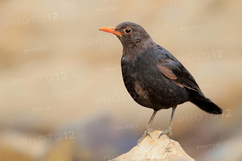 Common Blackbird (Turdus merula) male, Andalusia, Spain