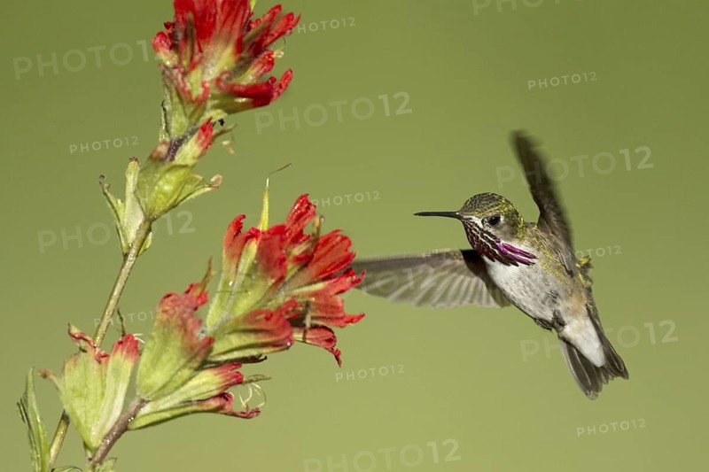 Calliope Hummingbird (Selasphorus calliope) flying, Montana, USA