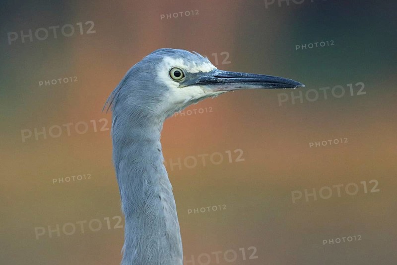 White-faced Heron (Egretta novaehollandiae), Victoria, Australia