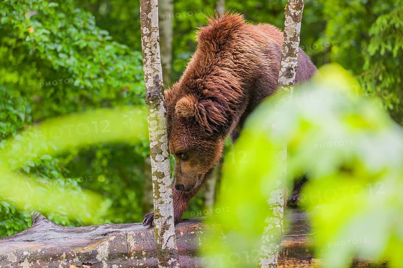 A young male Eurasian brown bear (Ursus arctos arctos) leaves a forest. Green vegetation around him