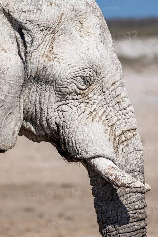 African elephant (Loxodonta africana), male, animal portrait, Nebrowni waterhole, Etosha National Park, Namibia