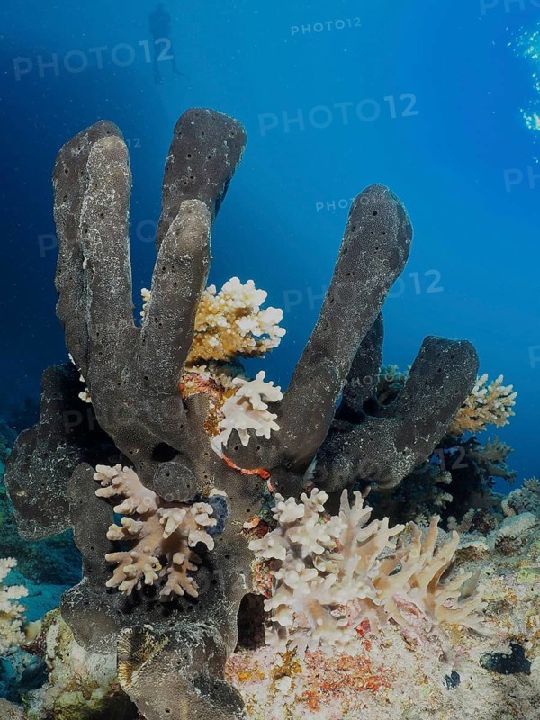 Erect sponge (Hyrtios erectus)