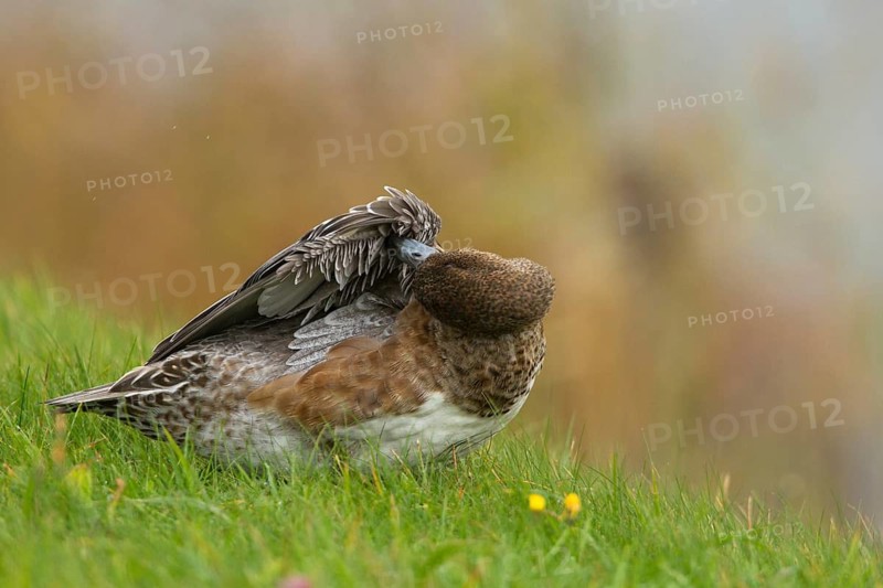 Eurasian Wigeon (Mareca penelope) female, Texel, Netherlands