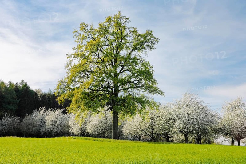 Large oak tree in front of blossoming apple trees, Canton Thurgau, Switzerland
