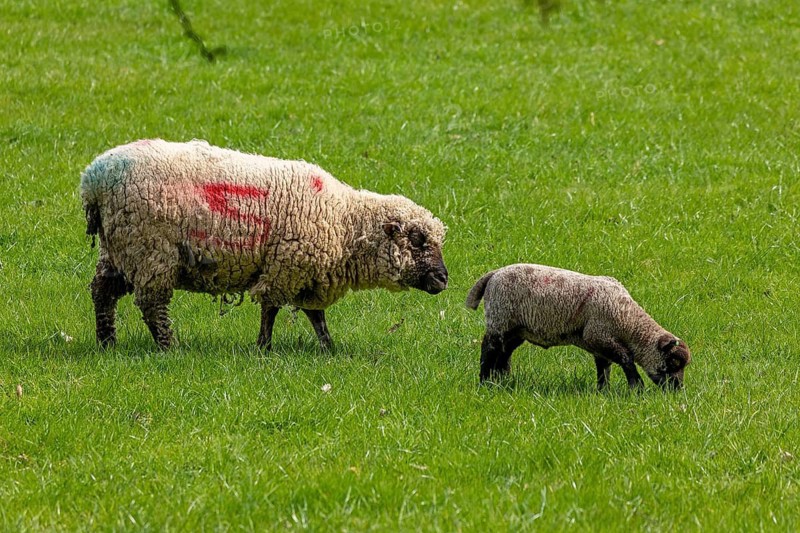 Sheep and lamb on pasture, Shottery, Stratford-upon-Avon, Warwickshire, England, Great Britain