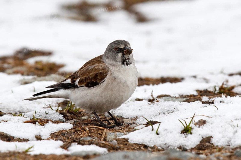 Snowfinch (Montifringilla nivalis) male, Tyrol, Austria