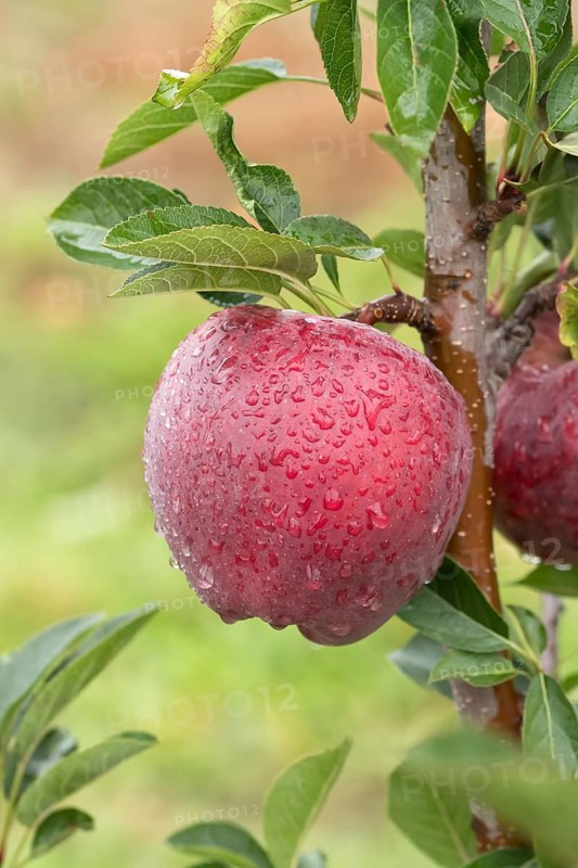 Apple (Malus domestica 'Starking'), Bundessortenamt Prüfstelle Wurz, Germany