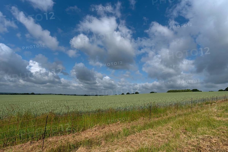 Pasture fence in front of a wheat (Triticum aestivum), Mecklenburg-Western Pomerania, Germany