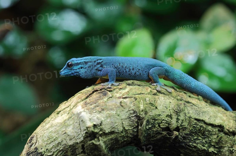 Blue dwarf gecko (Lygodactylus williamsi), captive