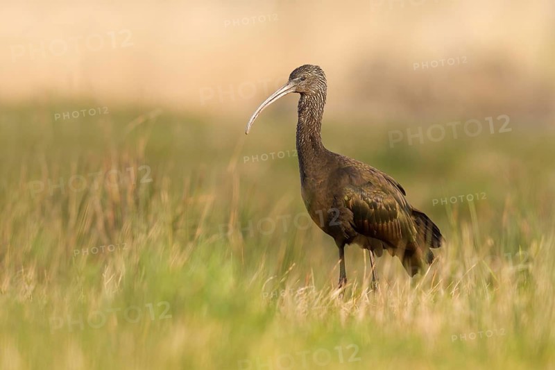 Glossy Ibis (Plegadis falcinellus), Drachten, Netherlands