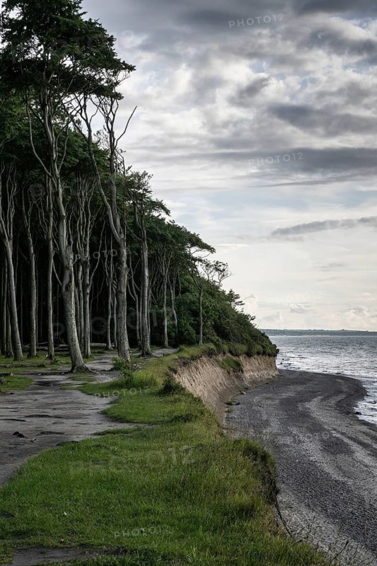 Steep coast, ghost forest, Nienhagen, Mecklenburg-Western Pomerania, Germany