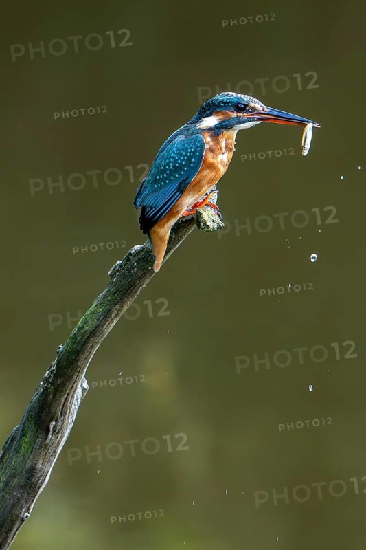 Common kingfisher (Alcedo atthis) female perched on branch over water of pond with caught fish in beak in summer