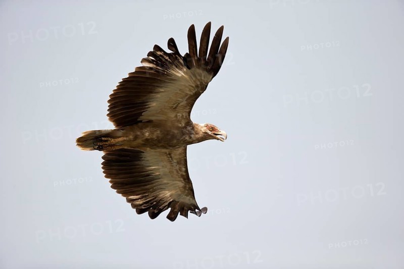 Palm-nut Vulture (Gypohierax angolensis) flying, Semuliki National Park, Uganda