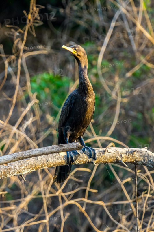 Great cormorant (Phalacrocorax carbo), Corixo do Cerrado, Pantanal, Brazil
