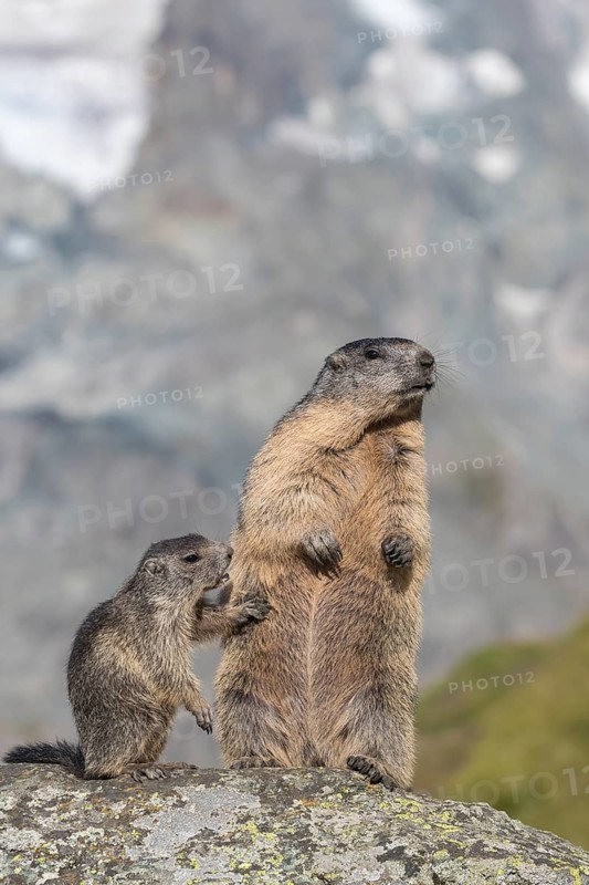 One adult Alpine Marmot, Marmota marmota, and one young marmot standing side by side. Mountains in the distant background. Grossglockner high alpine road, Hohe Tauern National Park