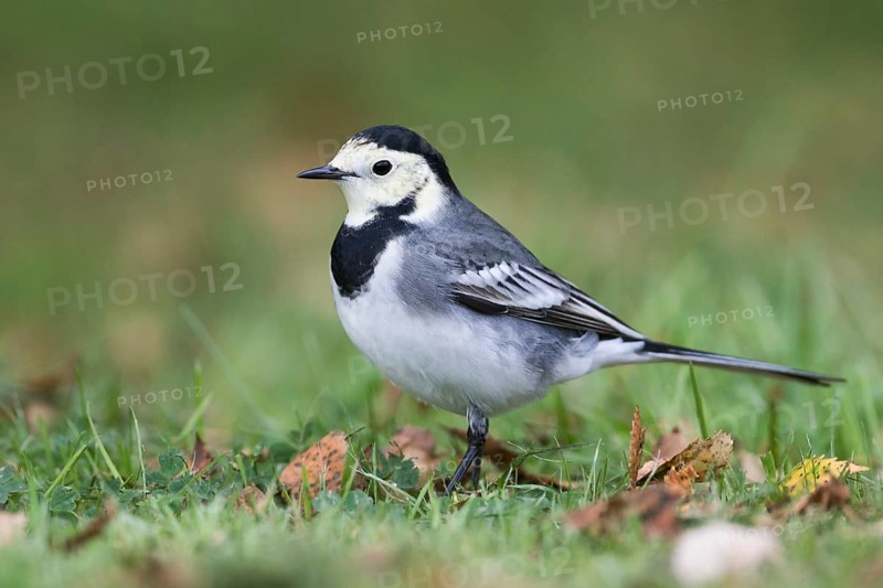 White Wagtail - Bachstelze - Motacilla alba ssp. alba, Great britain