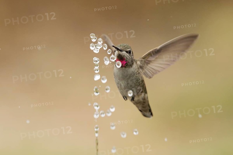 Female Anna's Hummingbird bathing in water spray