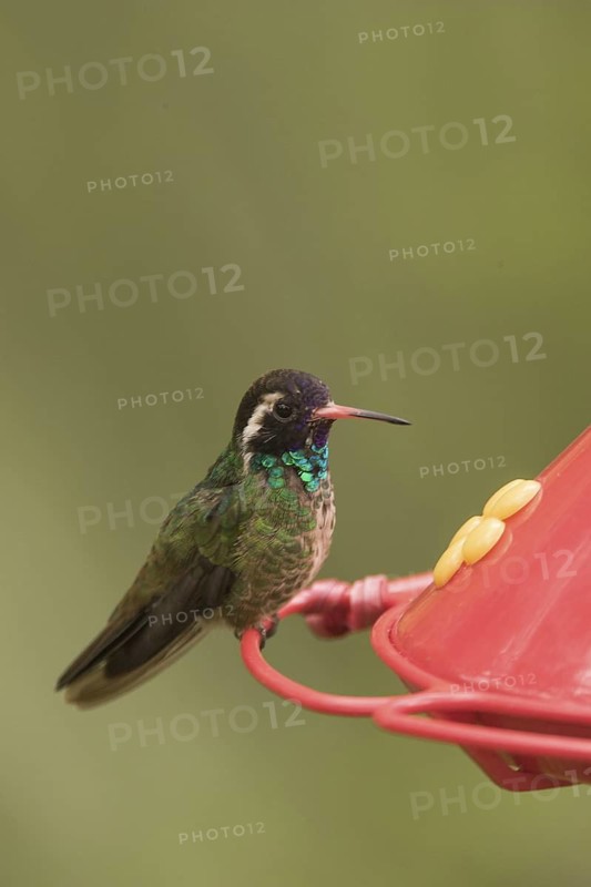 White-eared Hummingbird (Basilinna leucotis) male, Arizona, USA