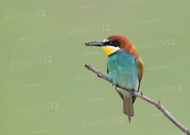 European Bee-eater (Merops apiaster) with fly prey, Bulgaria
