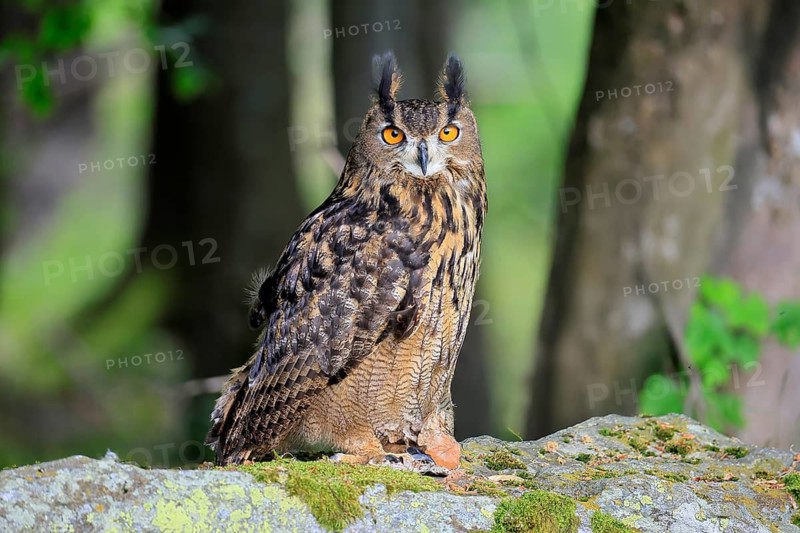 Eurasian Eagle-owl (Bubo bubo), adult, on the ground, vigilant, in summer, on the ground, wisdom, Šumava, Czech Republic