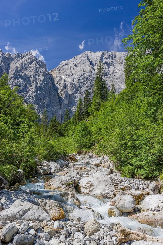 Enger Grund Creek in the Nature conservancy area Grosser Ahornboden. Sycamore maple trees, Acer pseudoplatanus, in summer. Karwendel mountains in the background. Austria