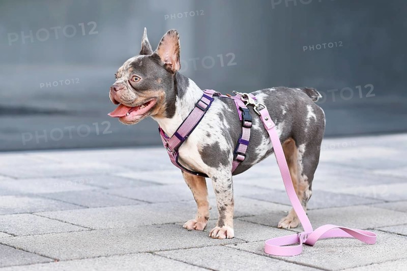 Merle tan French Bulldog dog with long nose wearing pink dog harness