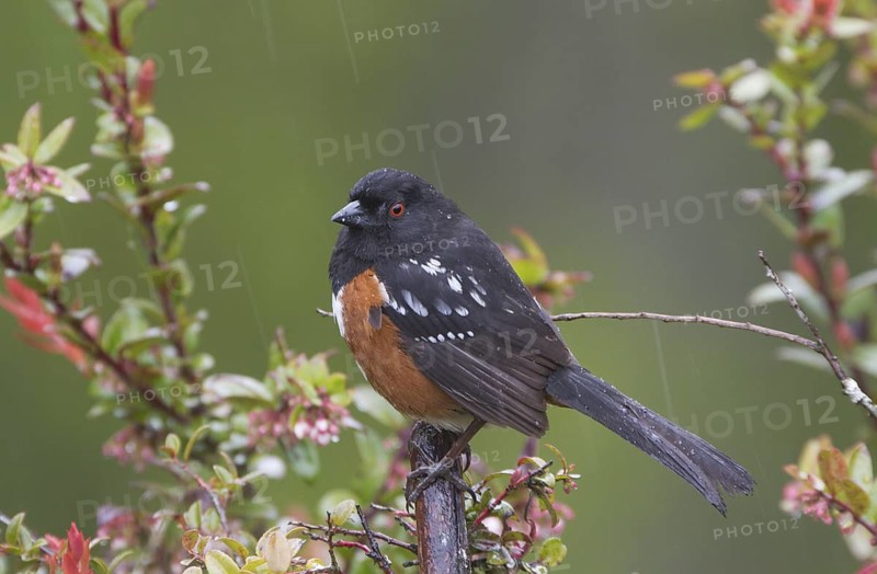 Spotted Towhee (Pipilo maculatus) male, Washington, USA