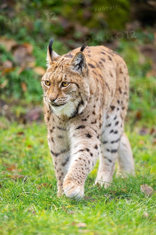 Eurasian lynx (Lynx lynx), in a forest, captive, Bavaria, Germany