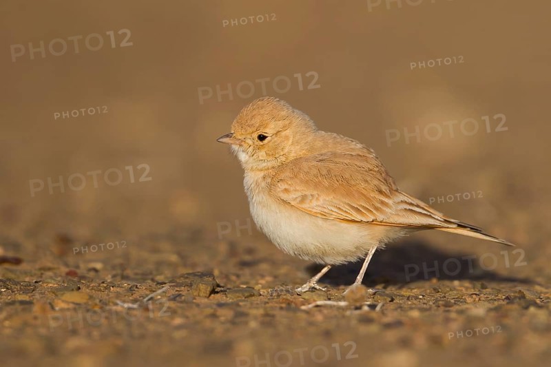 Bar-tailed Desert Lark - Sandlerche - Ammomanes cincturus, Marokko, adult