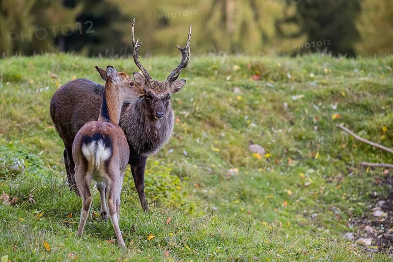 Deep affection. A Japanese sika deer (Cervus nippon nippon) doe cuddles intensely with a stag