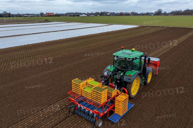 Lettuce plants are planted with a planting machine, Agriculture, Spring