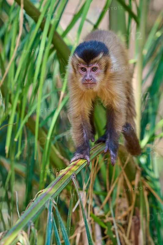Monkey balancing carefully on a palm branch in the middle of the jungle, capuchin monkey (Sapajus apella), Pantanal, Mato Grosso, Brazil