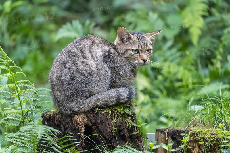 One young european wildcat, Felis silvestris silvestris, resting on a cut tree stump. Green vegetation in the background