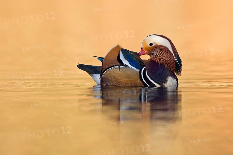 Mandarin Duck (Aix galericulata) male, North Rhine-Westphalia, Germany