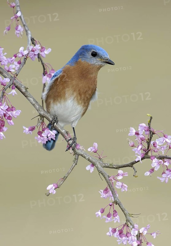 Eastern Bluebird (Sialia sialis), Texas, USA