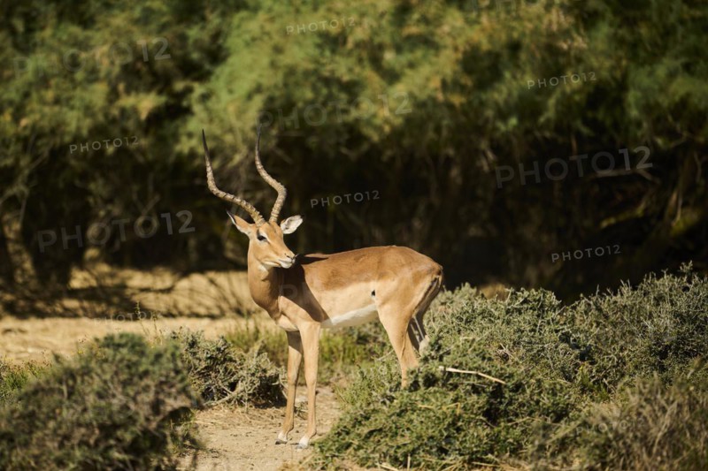 Impala (Aepyceros melampus) in the dessert, captive, distribution Africa