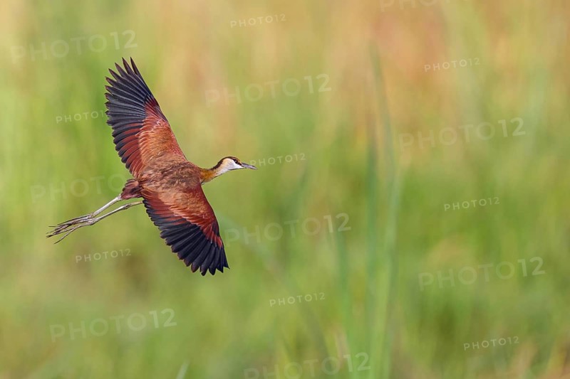 Blue-fronted Jacanas, (Actophilornis africana), Actophilornis africanus