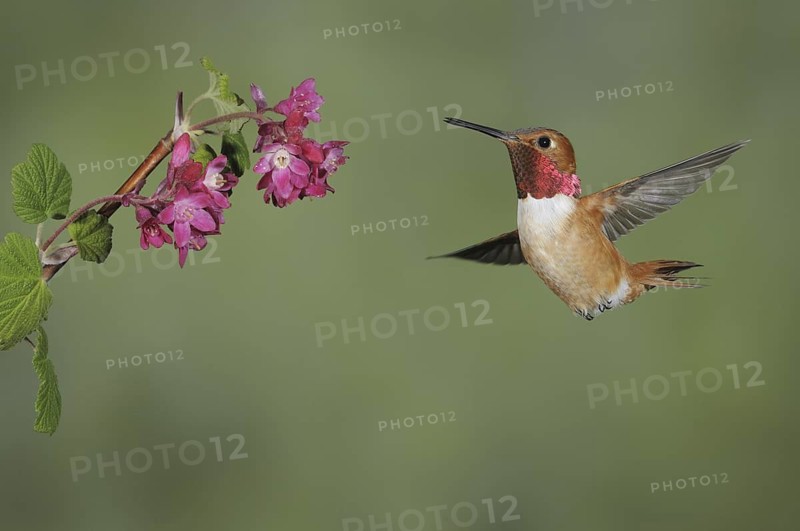 Rufous Hummingbird (Selasphorus rufus) male, British Columbia, Canada