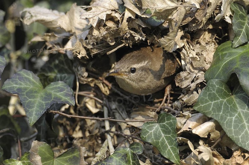Eurasian Wren (Troglodytes troglodytes), North Rhine-Westphalia, Germany