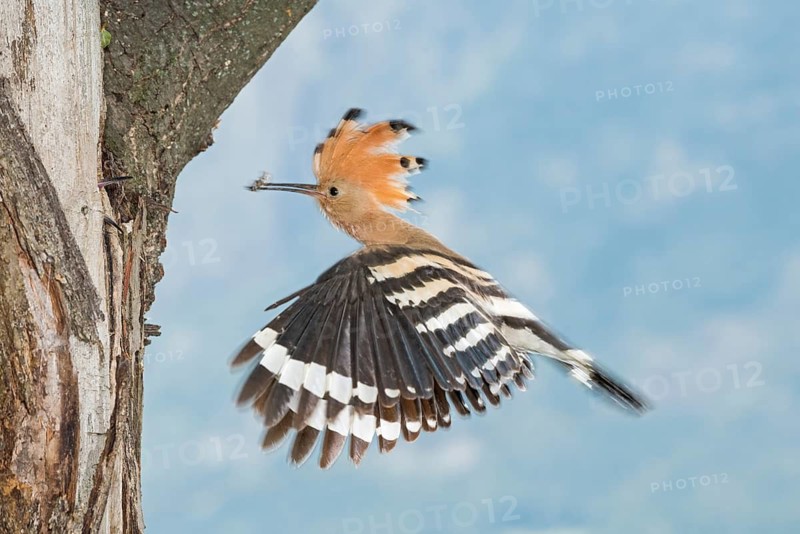 Eurasian Hoopoe (Upupa epops) at nest hole, Aosta Valley, Italy