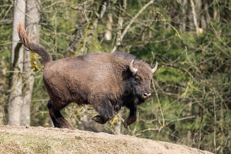 European bison (Bison bonasus) running fast on a meadow, Bavaria, Germany