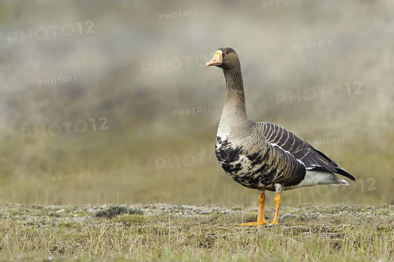 Greater White-fronted Goose (Anser albifrons), Alaska, USA