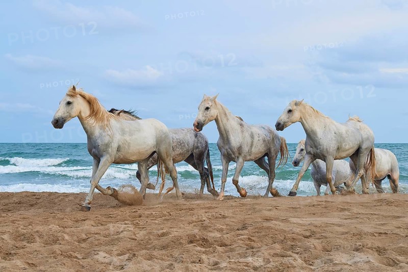 Group of white Camargue horses running along the sandy beach, the sea in the background under a clear sky, Camargue, France