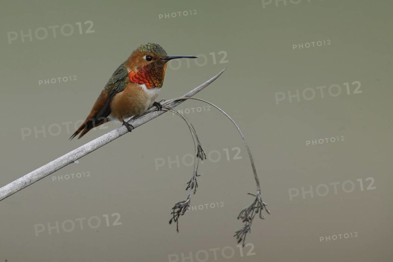 Allen's Hummingbird (Selasphorus sasin), California, USA