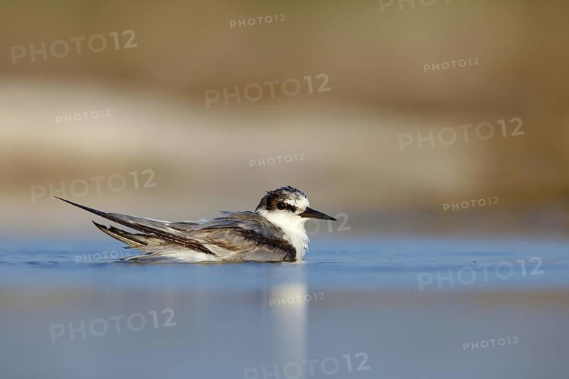 Oriental Tern, (Sterna saundersii), Sterna saundersi, Tern bathing in water, Animals, Birds, Terns, Raysut, Salalah, Dhofar, Oman