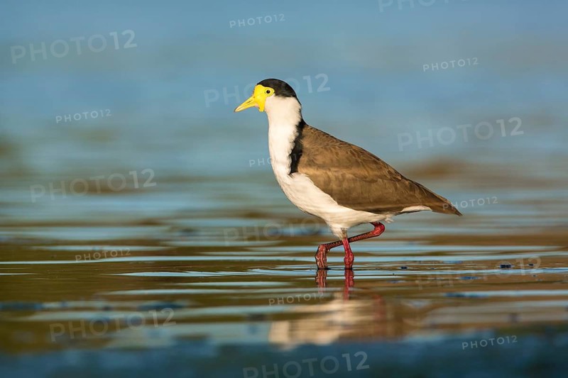 Masked Lapwing (Vanellus miles) foraging, Victoria, Australia