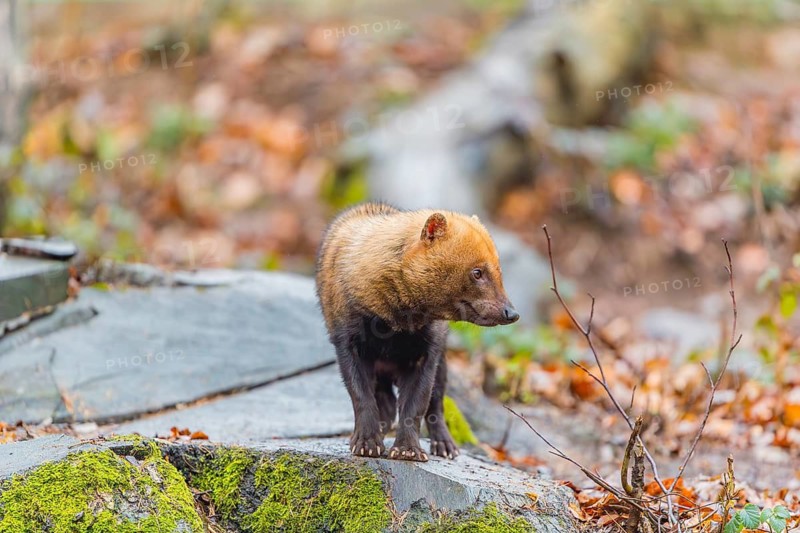 One Bush dog (Speothos venaticus) walking thru deforested area with dead leaves on the hilly ground in a former forest. Near threatened. Suriname, Guyana, Brazil and Peru