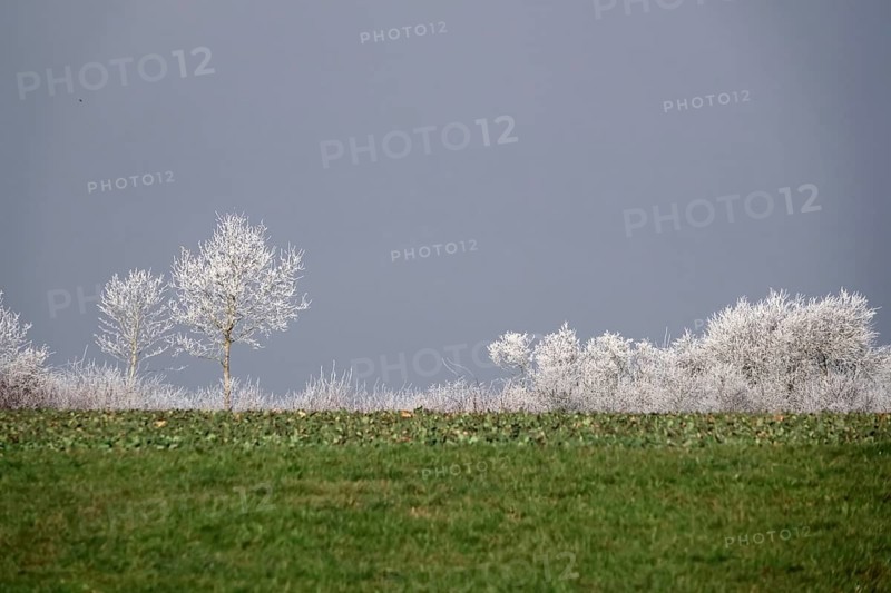 Hoarfrost on trees, wintertime, Germany